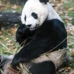 1 el panda gigante