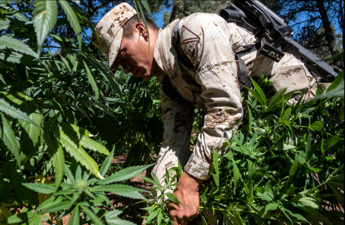 ARCHIVO - Un soldado mexicano destruye una plantación de marihuana cerca de La Rumorosa, Tecate, Baja California, México el 28 de agosto de 2018. ARCHIVO - Un soldado mexicano destruye una plantación de marihuana cerca de La Rumorosa, Tecate, Baja California, México el 28 de agosto de 2018.