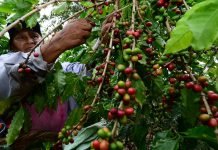 Amplían suspensión de embargos al sector cafetalero; ¿Qué implica la prórroga hasta 2027? Productores de café. Foto: Cortesía.