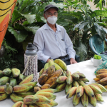 Pequeños productores comercializan frutas de huertos comunitarios en el Mercado Sagrado Corazón. Foto: YSKL.