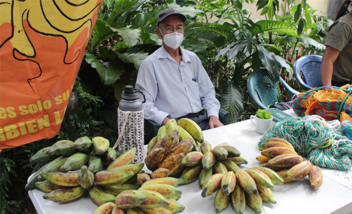 Pequeños productores comercializan frutas de huertos comunitarios en el Mercado Sagrado Corazón. Foto: YSKL. Pequeños productores comercializan frutas de huertos comunitarios en el Mercado Sagrado Corazón. Foto: YSKL.
