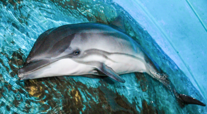 Imagen de referencia.