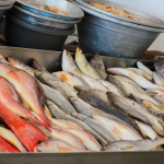 En Plaza Marinera, en el Puerto de La Libertad se comercializa gran variedad de pescado. Foto: Cortesía.