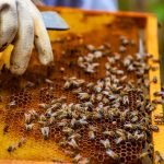 Técnicos del MAG realizan capacitación a apicultores de zona occidental, para mejorar la producción de miel de abeja. Foto: Cortesía.