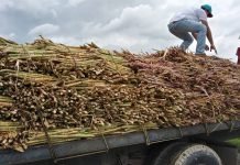 Hacienda propone reformar Presupuesto 2026 para incorporar $1.4 millones provenientes de contribución por libra de azúcar extraída al CONSAA Caña de azúcar. Imagen de referencia.