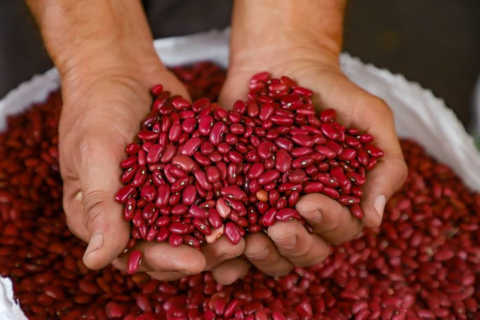 A junio del 2022, la libra de frijol rojo ha experimentado alzas, según lo reportan productores de este grano. Foto: Ministerio de Agricultura.