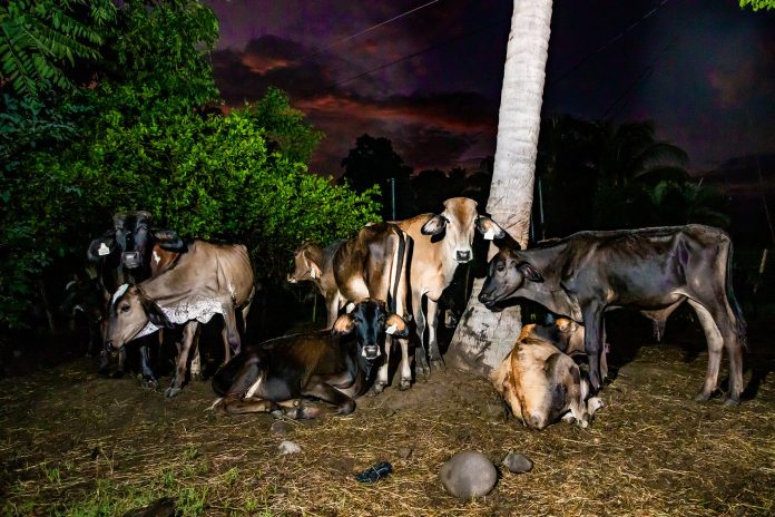 En los últimos días se han decomisado más de 70 cabezas de ganado en Ahuachapán, algunas con documentación falsa y otras de las que no se logra determinar la procedencia. Imagen: referencia.
