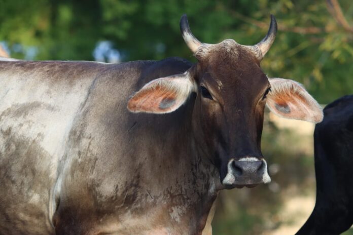 Ganado bovino. Foto: Cortesía. Ganado bovino. Foto: Cortesía.