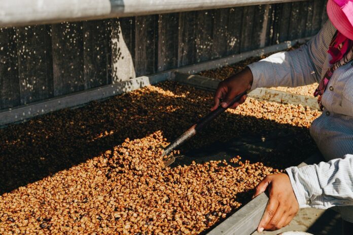 Este proyecto Vivicafé pretende mejorar las condiciones de los pequeños productores de café y aumentar la sostenibilidad, también mejorando la calidad del café