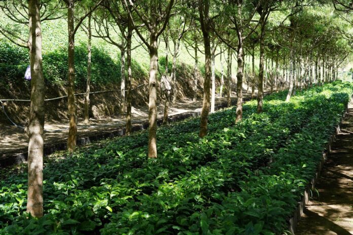 Este proyecto Vivicafé pretende mejorar las condiciones de los pequeños productores de café y aumentar la sostenibilidad, también mejorando la calidad del café