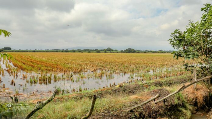 Al menos 3,000 manzanas de cultivo de maíz se dañaron tras el paso de la Tormenta Tropical Julia. Foto: Cortesía.