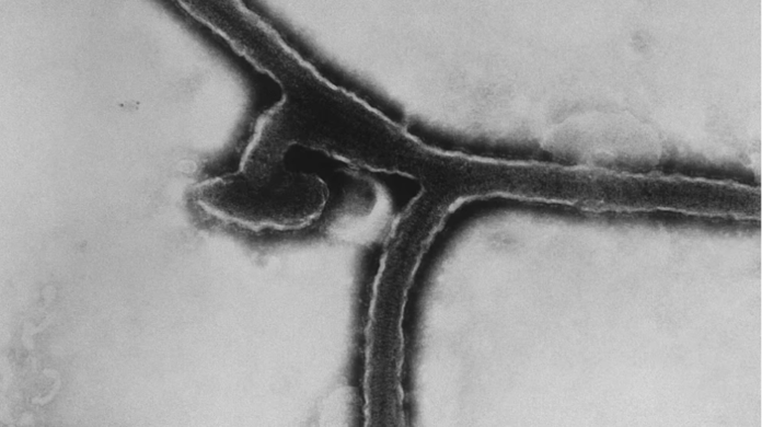 Imagen de referencia.