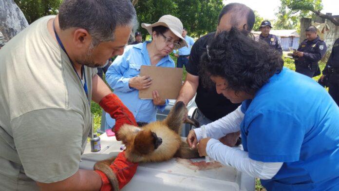 Tres monos araña que permanecían encadenados a los viejos hierros de un vagón de circo estacionado en un predio baldío en el cantón El Jagüey, jurisdicción de Conchagua, La Unión, fueron decomisados por personal de biología del Ministerio de Medio Ambiente. Tres monos araña que permanecían encadenados a los viejos hierros de un vagón de circo estacionado en un predio baldío en el cantón El Jagüey, jurisdicción de Conchagua, La Unión, fueron decomisados por personal de biología del Ministerio de Medio Ambiente.