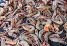 Prohíben extracción de camarón marino durante 45 días en todo el país para proteger su reproducción