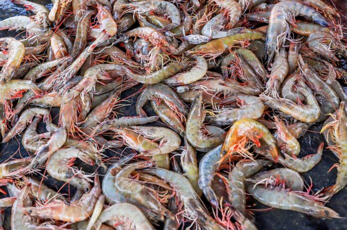 Veda de camarón marino