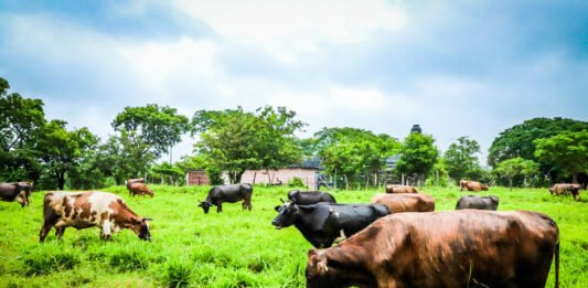 Ganado. Foto: Cortesía.
