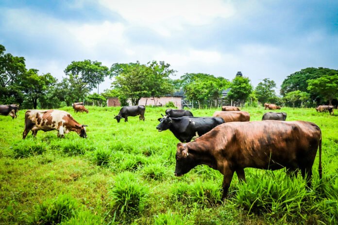 Ganado. Foto: Cortesía. Ganado. Foto: Cortesía.