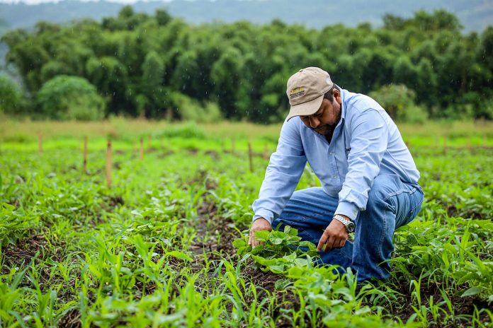 Equipo técnico del Ministerio de Agricultura y Ganadería realiza inspecciones ante posibles daños en cultivos, por el paso de la Tormenta Tropical Pilar. Imagen de cortesía. Equipo técnico del Ministerio de Agricultura y Ganadería realiza inspecciones ante posibles daños en cultivos, por el paso de la Tormenta Tropical Pilar. Imagen de cortesía.