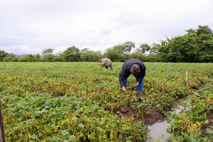 Equipo técnico del Ministerio de Agricultura y Ganadería realiza inspecciones ante posibles daños en cultivos, por el paso de la Tormenta Tropical Pilar. Imagen de cortesía. Equipo técnico del Ministerio de Agricultura y Ganadería realiza inspecciones ante posibles daños en cultivos de frijol, por el paso de la Tormenta Tropical Pilar. Imagen de cortesía.