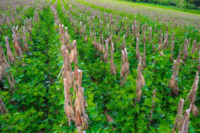 Equipo técnico del Ministerio de Agricultura y Ganadería realiza inspecciones ante posibles daños en cultivos de frijol, por el paso de la Tormenta Tropical Pilar. Imagen de cortesía.