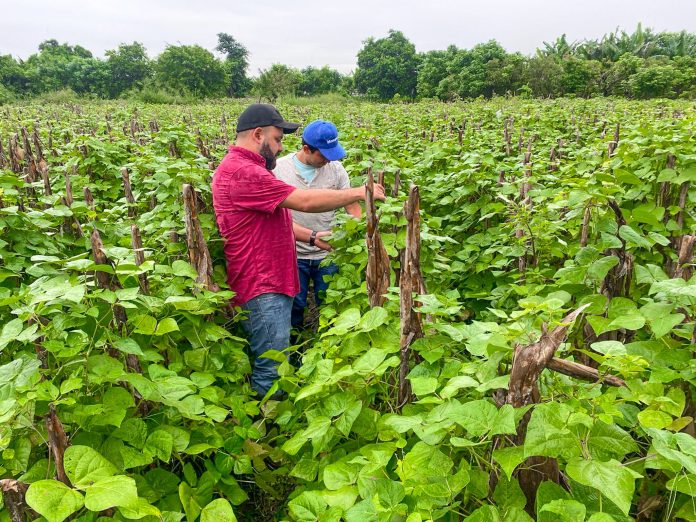 Equipo técnico del Ministerio de Agricultura y Ganadería realiza inspecciones ante posibles daños en cultivos, por el paso de la Tormenta Tropical Pilar. Imagen de cortesía. Equipo técnico del Ministerio de Agricultura y Ganadería realiza inspecciones ante posibles daños en cultivos de frijol, por el paso de la Tormenta Tropical Pilar. Imagen de cortesía.