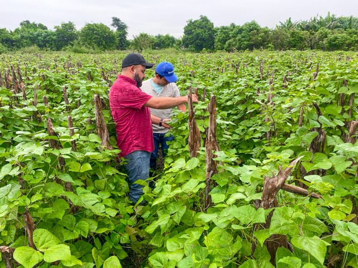 Equipo técnico del Ministerio de Agricultura y Ganadería realiza inspecciones ante posibles daños en cultivos de frijol, por el paso de la Tormenta Tropical Pilar. Imagen de cortesía.