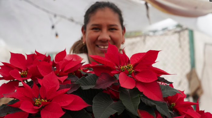 El ícono universal de la Navidad es originario de México, donde la flor es comúnmente conocida como la flor de Nochebuena. Su nombre en náhuatl es cuetlaxochitl. Foto: Cortesía.