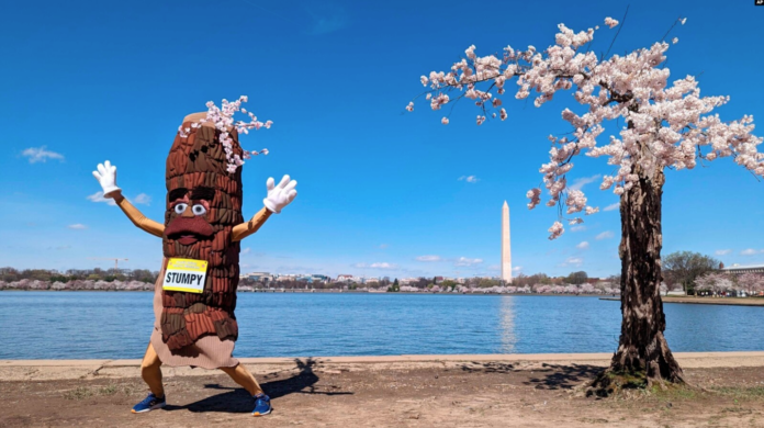 Stumpy, la mascota, baila cerca de 'Stumpy', el cerezo en la cuenca Tidal en Washington, el martes 19 de marzo de 2024. El árbol debilitado está experimentando su último pico de floración antes de ser retirado para un proyecto de renovación. Foto: Cortesía.