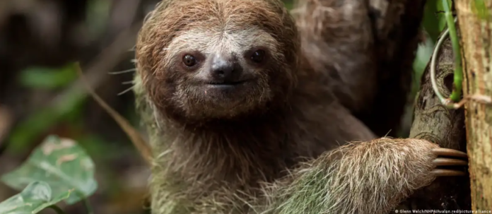 En Costa Rica, país reconocido internacionalmente por sus políticas ambientales, el tráfico, el comercio y la tenencia en cautiverio de fauna silvestre es ilegal y conlleva penas de hasta tres años de cárcel. (Archivo). Foto: Cortesía.