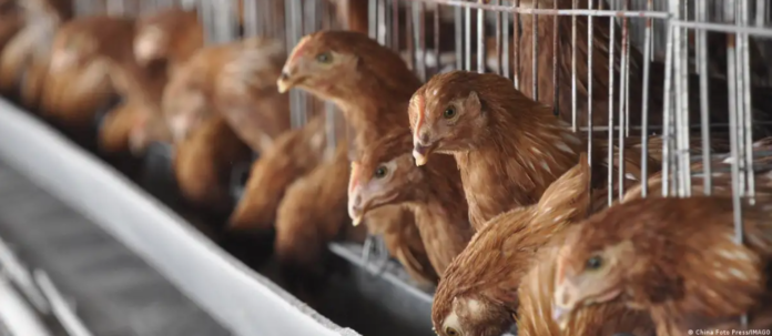 Gripe aviar Imagen de referencia. Foto: Cortesía.