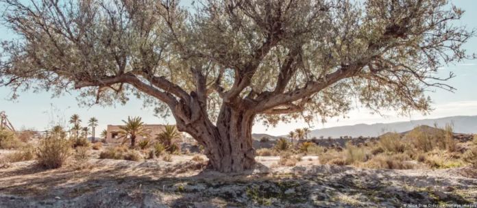 Olivar reseco en Andalucía debido a la sequía que también sofoca el consumo del encarecido aceite de oliva. Foto: Cortesía. Olivar reseco en Andalucía debido a la sequía que también sofoca el consumo del encarecido aceite de oliva. Foto: Cortesía.
