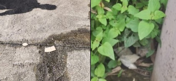 Captura de pantalla_13-8-2024_132537_x.com