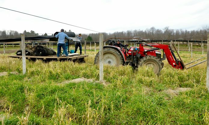 Como parte del Programa de Movilidad Laboral de USAID y la Cancillería, 11 salvadoreños fueron contratados por Bauman Farms en Wisconsin, una empresa productora de ginseng en Estados Unidos, que abastece la demanda en países como China, Corea y Vietnam. Imagen de referencia. Como parte del Programa de Movilidad Laboral de USAID y la Cancillería, 11 salvadoreños fueron contratados por Bauman Farms en Wisconsin, una empresa productora de ginseng en Estados Unidos, que abastece la demanda en países como China, Corea y Vietnam. Imagen de referencia.