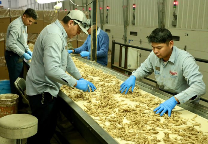 Como parte del Programa de Movilidad Laboral de USAID y la Cancillería, 11 salvadoreños fueron contratados por Bauman Farms en Wisconsin, una empresa productora de ginseng en Estados Unidos, que abastece la demanda en países como China, Corea y Vietnam. Imagen de referencia.