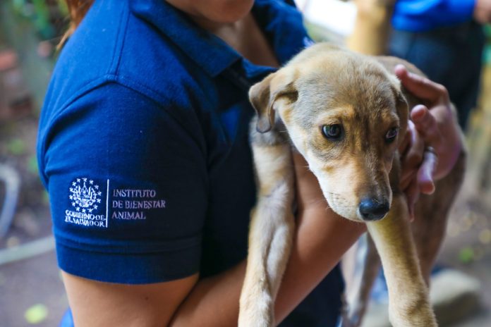 Instituto de Bienestar Animal (IBA). Imagen de referencia.