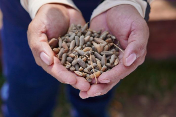 Semillas nativas en San Francisco Menéndez