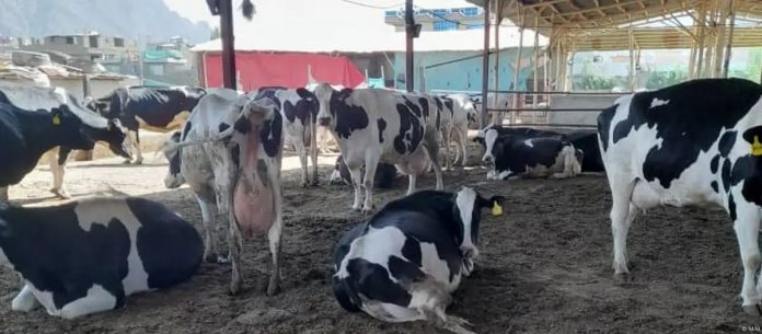 WhatsApp Image 2025-05-28 at 8.21.13 AM (5)