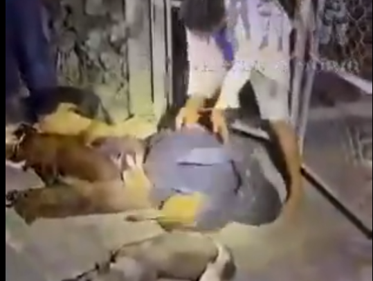 Foto: Cortesía. Foto: Cortesía.