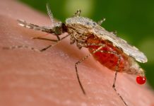 Ministerio de Salud detectó 310 casos de malaria, provenientes del Congo Foto: Cortesía.