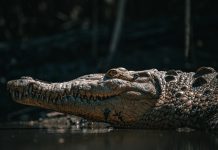 MARN confirma avistamientos de cocodrilos en playas salvadoreñas: ¿Qué hacer si se encuentra con uno?