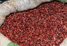 Agricultores reportan resultados positivos de la siembra de frijol al cierre de 2025 Foto: Cortesía.