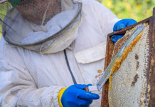 Emprendimiento apícola fortalece producción local con prácticas sostenibles en Usulután