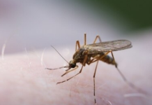 COLMED insta a aplicar un cerco epidemiológico ante riesgo de transmisión local de casos de malaria