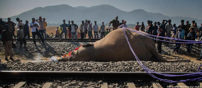 Uno de los elefantes, yace junto a las vías. Foto: Cortesía.