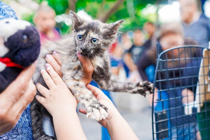 ARCHIVO.– Jornada de adopción de mascotas del Refugio Municipal de San salvador. Imagen de referencia. Foto: Cortesía.