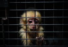 Decomisan animales silvestres a banda de contrabandistas