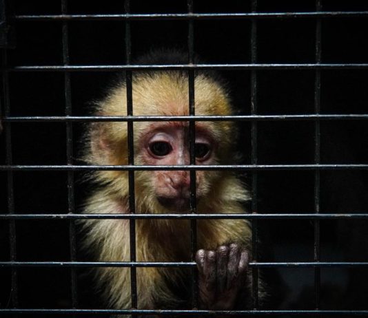 Decomisan animales silvestres a banda de contrabandistas