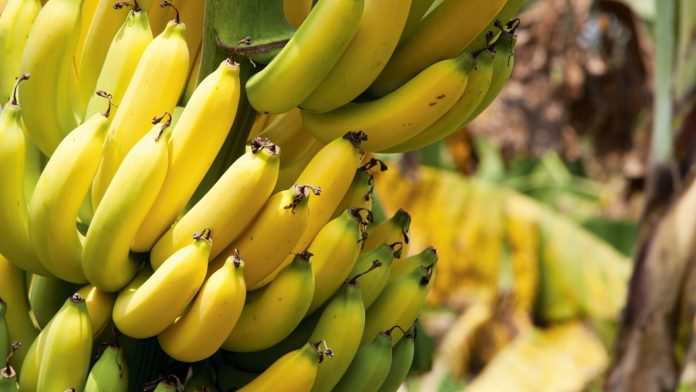 Foto: Cortesía. Foto: Cortesía.