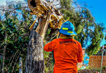 Vientos nortes provocan caída de árboles y afectaciones menores en viviendas; no se registran fallecidos