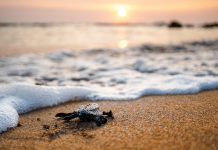 Misión Océano cumple cuatro años con acciones de protección marina